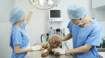 Veterinary